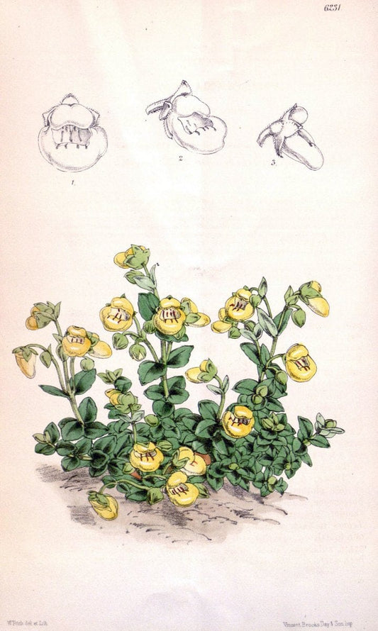 Curtis's botanical magazine. London ; New York [etc.] :Academic Press [etc.]. | "Botanical illustration" Botany Periodicals "Pictorial works" "Plants, Ornamental"  | Vintage Print Reproduction 454558