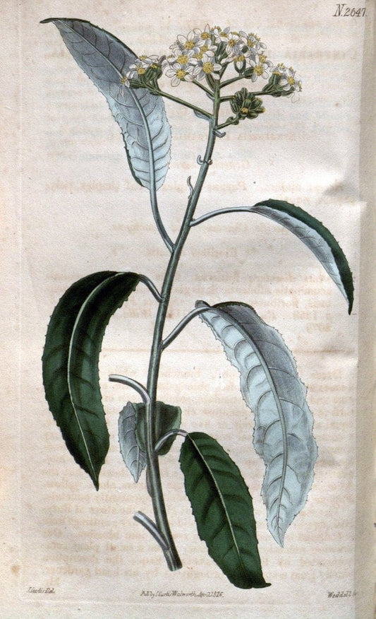 Curtis's botanical magazine. London ; New York [etc.] :Academic Press [etc.]. | "Botanical illustration" Botany Periodicals "Pictorial works" "Plants, Ornamental"  | Vintage Print Reproduction 454559