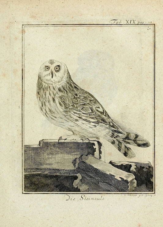 BÃ¼ffons Naturgeschichte der VÃ¶gel :.Leipzig :bey Hermann Heinrich Holle,1775-1782.. |  | Vintage Print Reproduction 454561