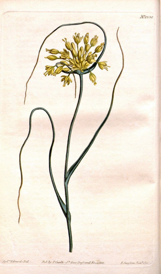 Curtis's botanical magazine. London ; New York [etc.] :Academic Press [etc.]. | "Botanical illustration" Botany Periodicals "Pictorial works" "Plants, Ornamental"  | Vintage Print Reproduction 454562