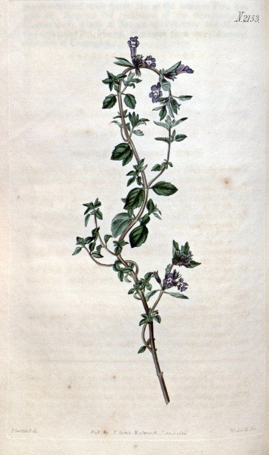 Curtis's botanical magazine. London ; New York [etc.] :Academic Press [etc.]. | "Botanical illustration" Botany Periodicals "Pictorial works" "Plants, Ornamental"  | Vintage Print Reproduction 454564