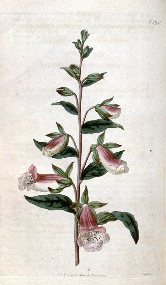 Curtis's botanical magazine. London ; New York [etc.] :Academic Press [etc.]. | "Botanical illustration" Botany Periodicals "Pictorial works" "Plants, Ornamental"  | Vintage Print Reproduction 454565