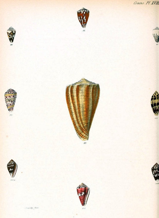 Conchologia iconica, or, Illustrations of the shells of molluscous animals. v.1London :Reeve, Brothers,1843-1878. | Mollusks "Pictorial works" Shells  | Vintage Print Reproduction 454566