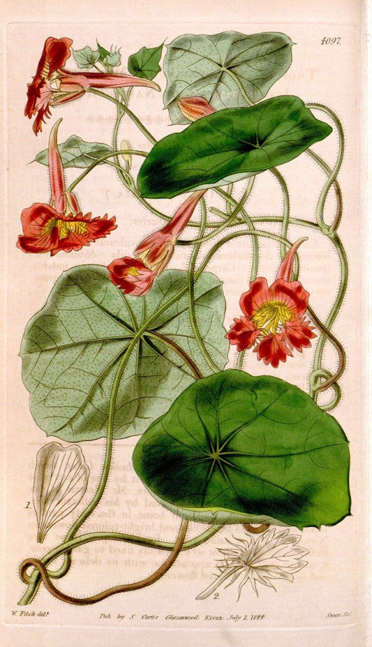 Curtis's botanical magazine. London ; New York [etc.] :Academic Press [etc.]. | "Botanical illustration" Botany Periodicals "Pictorial works" "Plants, Ornamental"  | Vintage Print Reproduction 454567