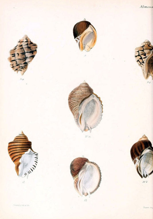 Conchologia iconica, or, Illustrations of the shells of molluscous animals /.London :Reeve, Brothers,1843-1878.. |  | Vintage Print Reproduction 454568
