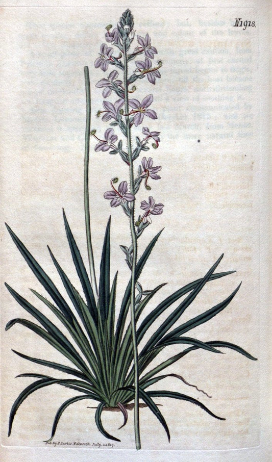 Curtis's botanical magazine. London ; New York [etc.] :Academic Press [etc.]. | "Botanical illustration" Botany Periodicals "Pictorial works" "Plants, Ornamental"  | Vintage Print Reproduction 454569