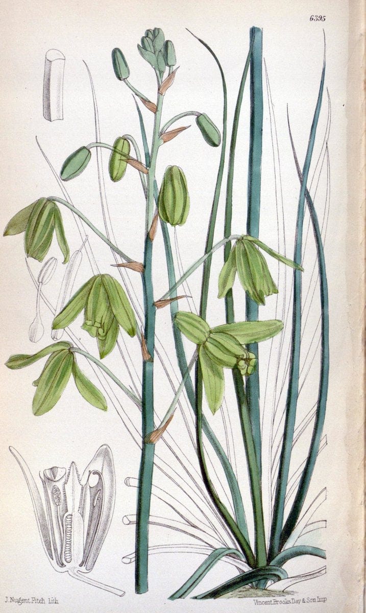 Curtis's botanical magazine. London ; New York [etc.] :Academic Press [etc.]. | "Botanical illustration" Botany Periodicals "Pictorial works" "Plants, Ornamental"  | Vintage Print Reproduction 454570