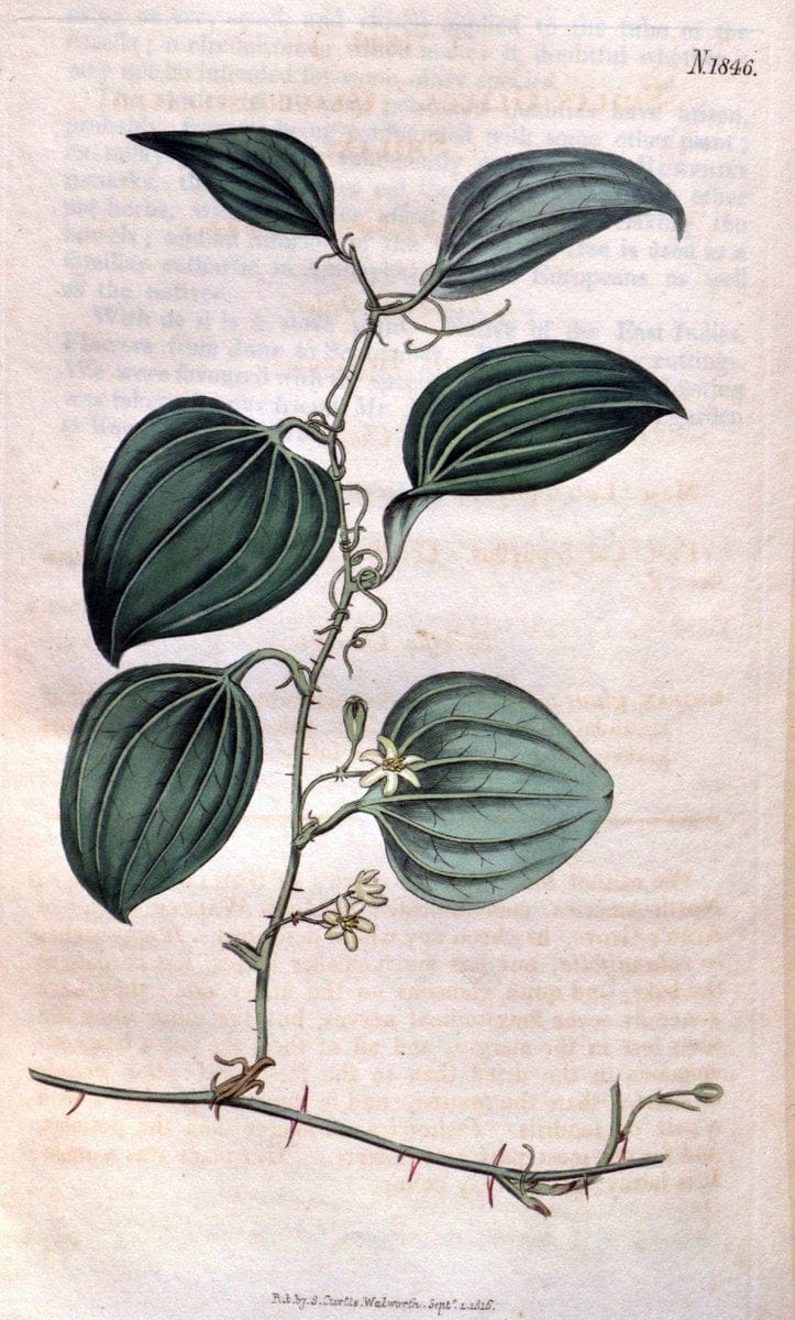 Curtis's botanical magazine. London ; New York [etc.] :Academic Press [etc.]. | "Botanical illustration" Botany Periodicals "Pictorial works" "Plants, Ornamental"  | Vintage Print Reproduction 454571