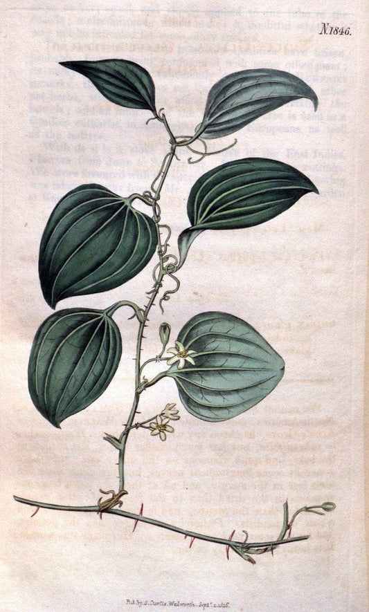 Curtis's botanical magazine. London ; New York [etc.] :Academic Press [etc.]. | "Botanical illustration" Botany Periodicals "Pictorial works" "Plants, Ornamental"  | Vintage Print Reproduction 454571