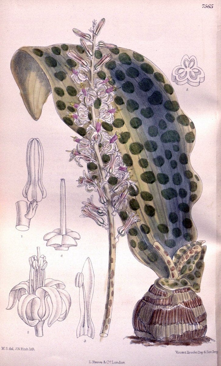Dragable Image