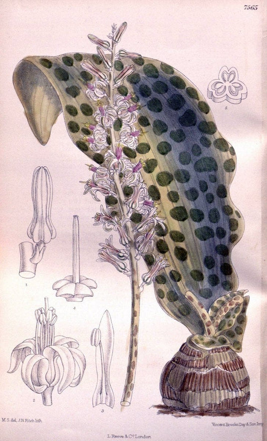 Curtis's botanical magazine. London ; New York [etc.] :Academic Press [etc.]. | "Botanical illustration" Botany Periodicals "Pictorial works" "Plants, Ornamental"  | Vintage Print Reproduction 454572