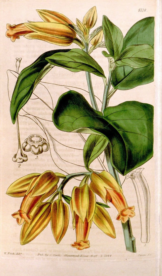 Curtis's botanical magazine. London ; New York [etc.] :Academic Press [etc.]. | "Botanical illustration" Botany Periodicals "Pictorial works" "Plants, Ornamental"  | Vintage Print Reproduction 454573