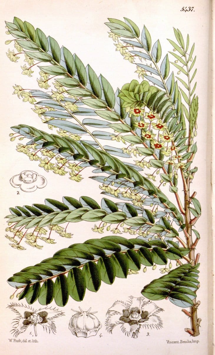Curtis's botanical magazine..London ;New York [etc.] :Academic Press [etc.]. |  | Vintage Print Reproduction 454576