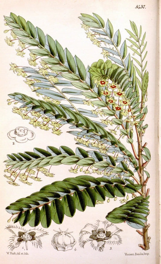 Curtis's botanical magazine..London ;New York [etc.] :Academic Press [etc.]. |  | Vintage Print Reproduction 454576