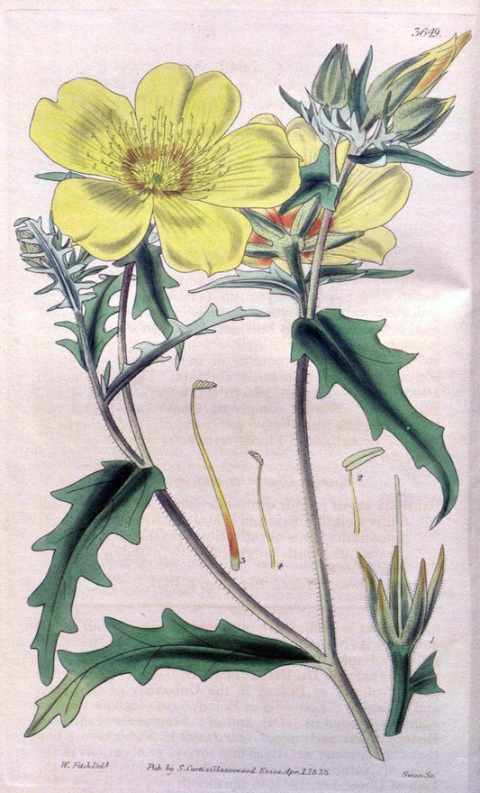 Curtis's botanical magazine..London ;New York [etc.] :Academic Press [etc.]. |  | Vintage Print Reproduction 454577