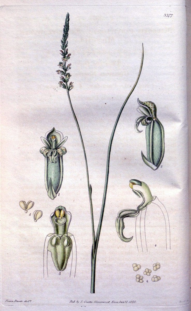 Dragable Image