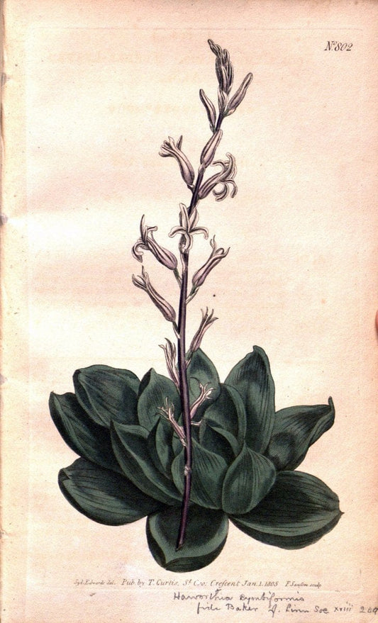 Curtis's botanical magazine. London ;New York [etc.] :Academic Press [etc.]. | Botany Periodicals "Pictorial works"  | Vintage Print Reproduction 454580
