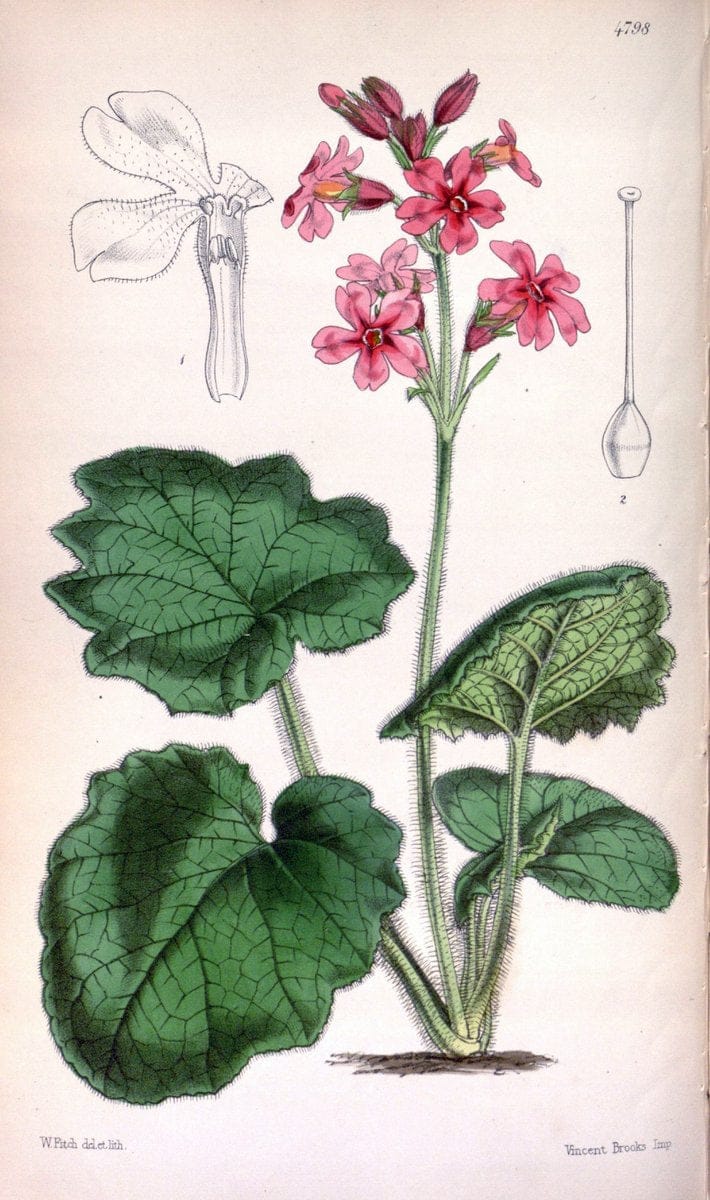 Curtis's botanical magazine. London ;New York [etc.] :Academic Press [etc.]. | Botany Periodicals "Pictorial works"  | Vintage Print Reproduction 454581