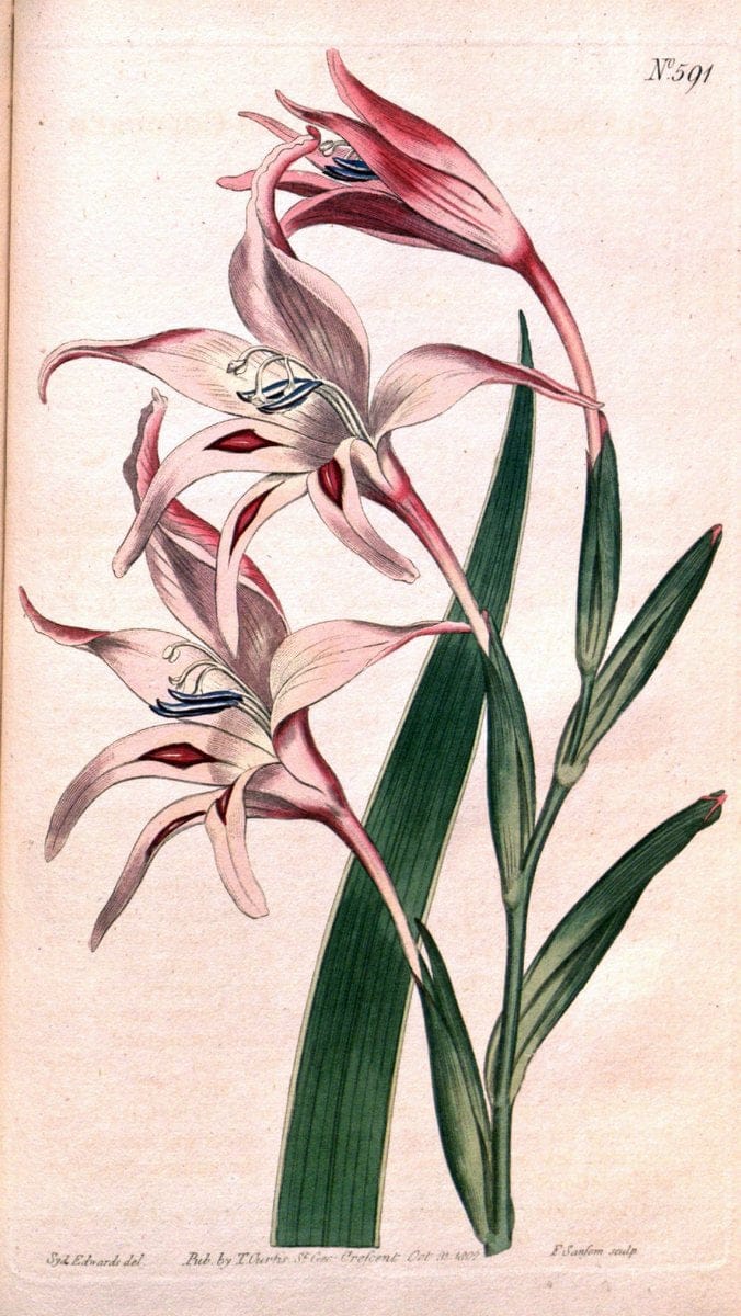 Curtis's botanical magazine. London ;New York [etc.] :Academic Press [etc.]. | Botany Periodicals "Pictorial works"  | Vintage Print Reproduction 454584