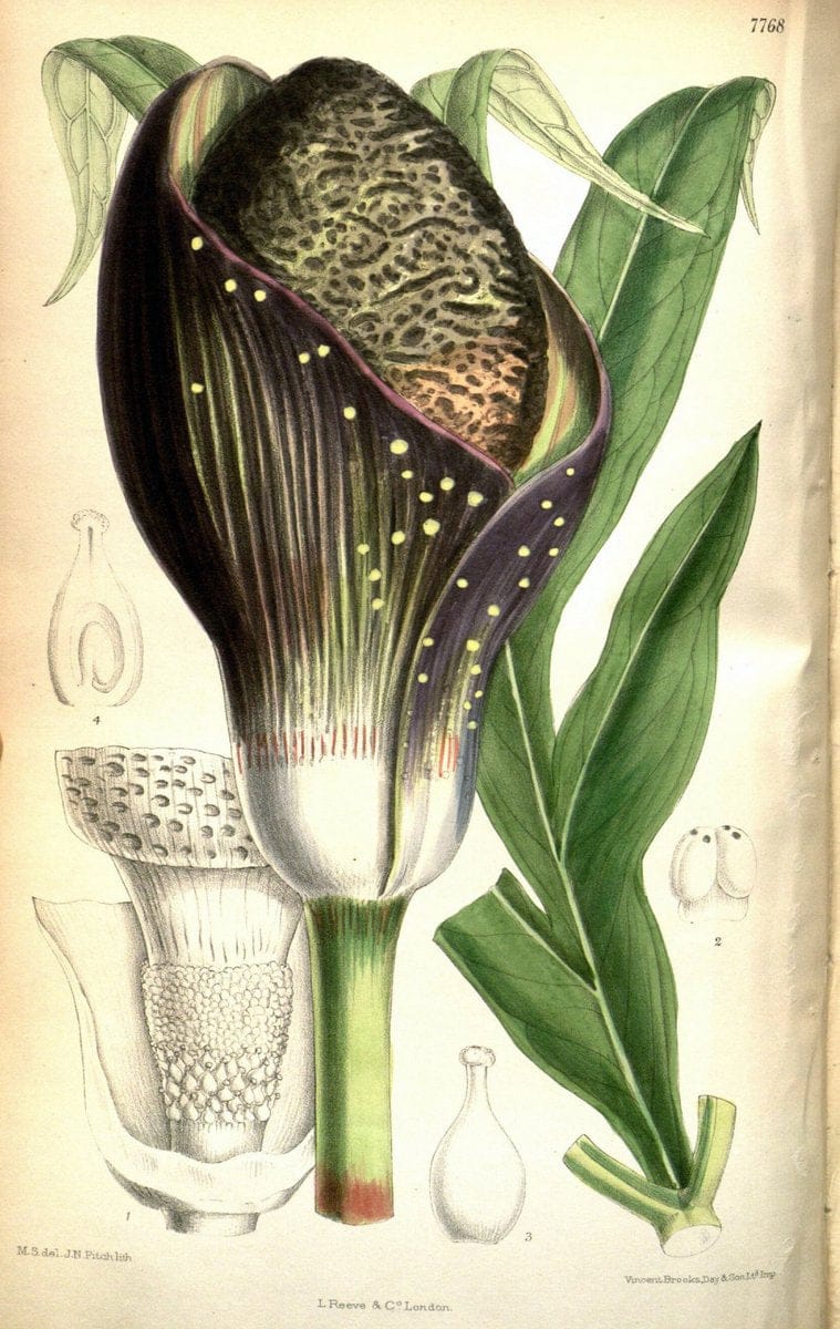 Curtis's botanical magazine. London ; New York [etc.] :Academic Press [etc.]. | "Botanical illustration" Botany Periodicals "Pictorial works" "Plants, Ornamental"  | Vintage Print Reproduction 454587