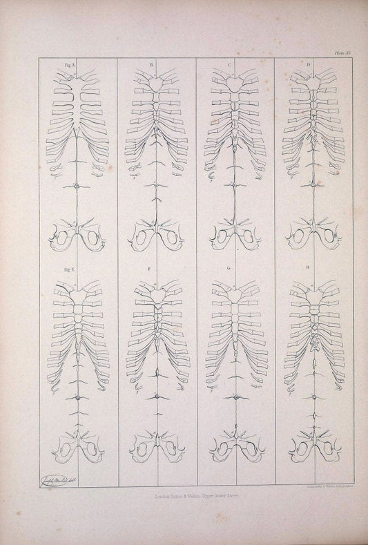 Comparative osteology:.London,Taylor and Walton,1847.  | Bones | Vintage Print Reproduction 454588