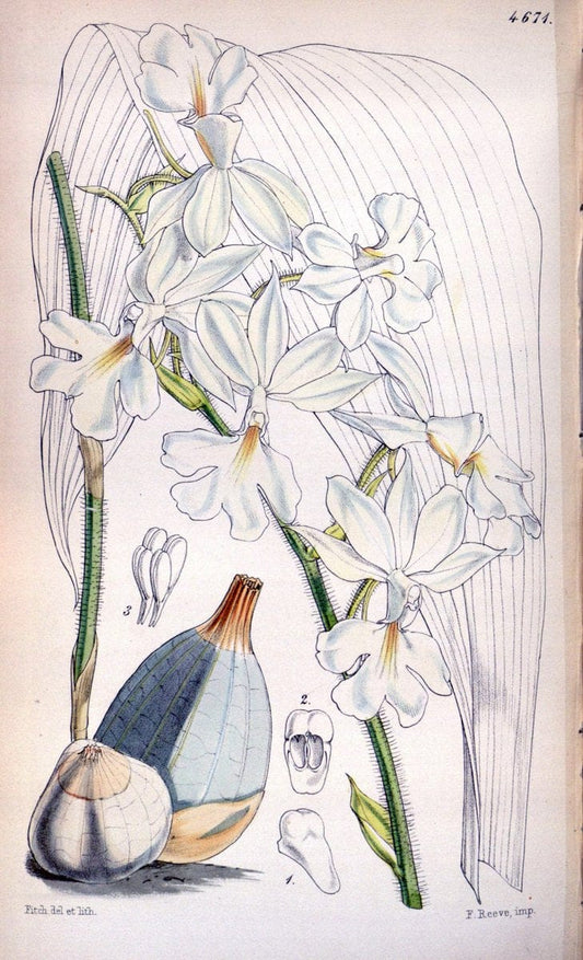 Curtis's botanical magazine. London ; New York [etc.] :Academic Press [etc.]. | "Botanical illustration" Botany Periodicals "Pictorial works" "Plants, Ornamental"  | Vintage Print Reproduction 454589