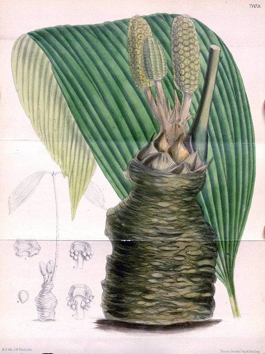 Curtis's botanical magazine. London ; New York [etc.] :Academic Press [etc.]. | "Botanical illustration" Botany Periodicals "Pictorial works" "Plants, Ornamental"  | Vintage Print Reproduction 454590