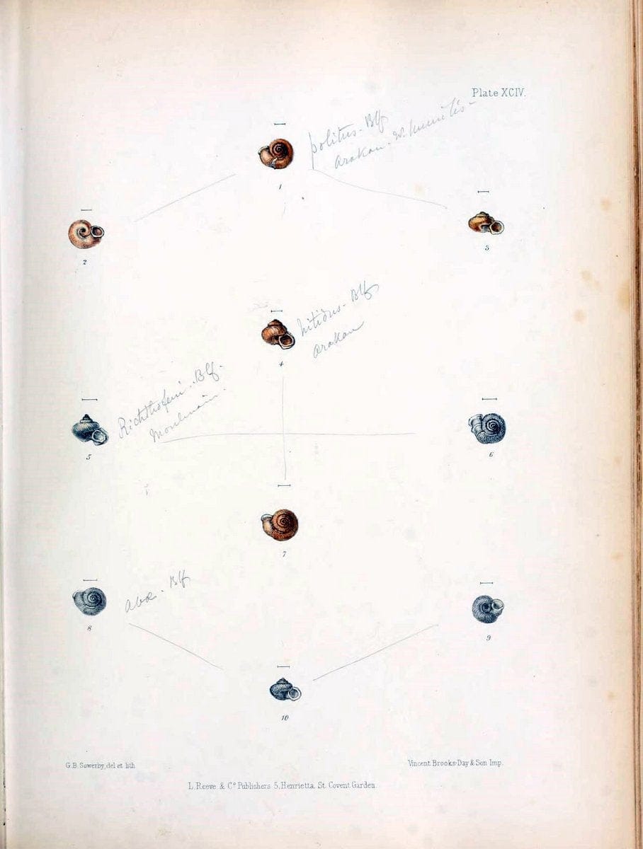 Conchologia indica,.London,1870-1876.. |  | Vintage Print Reproduction 454591