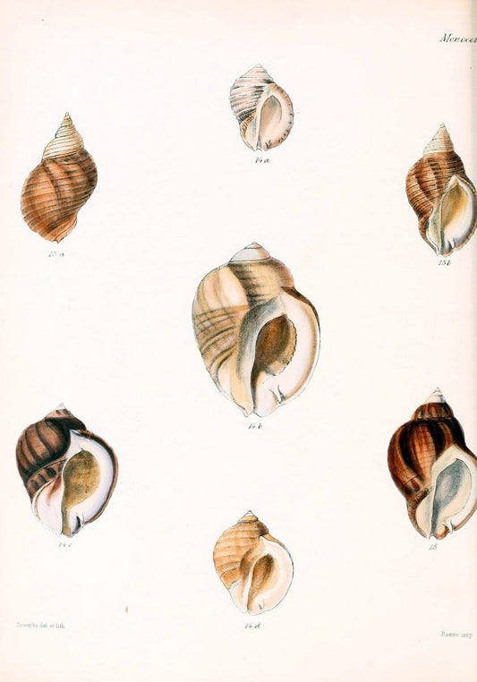 Conchologia iconica, or, Illustrations of the shells of molluscous animals /.London :Reeve, Brothers,1843-1878.. |  | Vintage Print Reproduction 454592