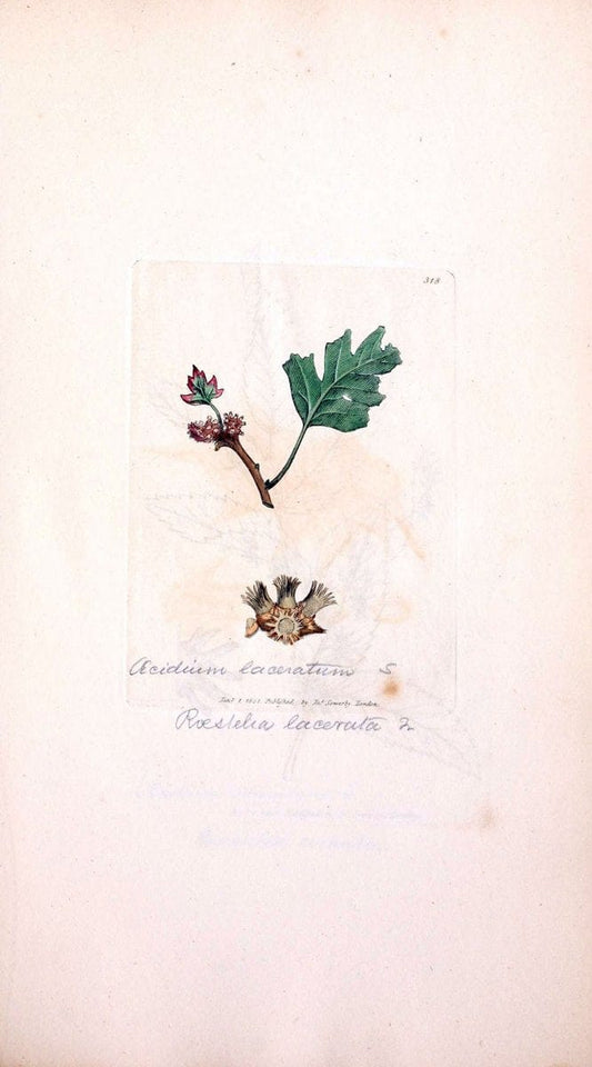 Coloured figures of English fungi or mushrooms. London,Printed by J. Davis,1797-[1809]. | England Mushrooms  | Vintage Print Reproduction 454593