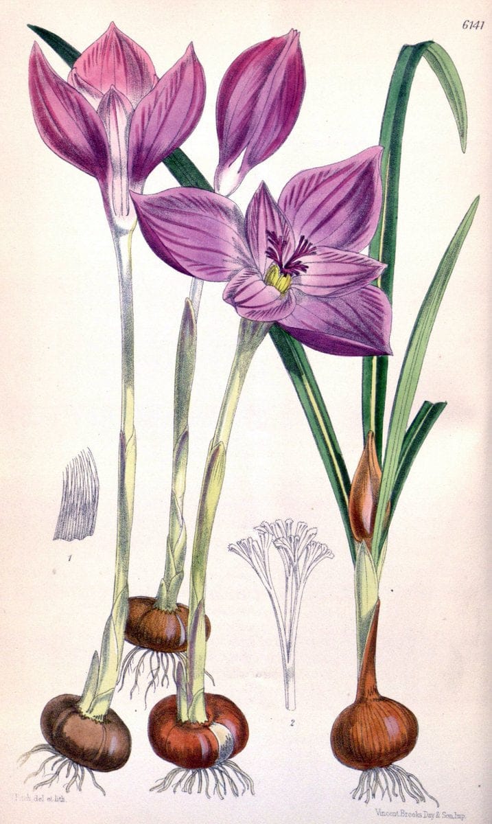 Curtis's botanical magazine. London ; New York [etc.] :Academic Press [etc.]. | "Botanical illustration" Botany Periodicals "Pictorial works" "Plants, Ornamental"  | Vintage Print Reproduction 454594