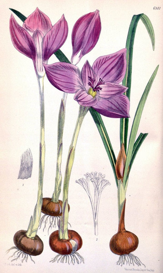 Curtis's botanical magazine. London ; New York [etc.] :Academic Press [etc.]. | "Botanical illustration" Botany Periodicals "Pictorial works" "Plants, Ornamental"  | Vintage Print Reproduction 454594