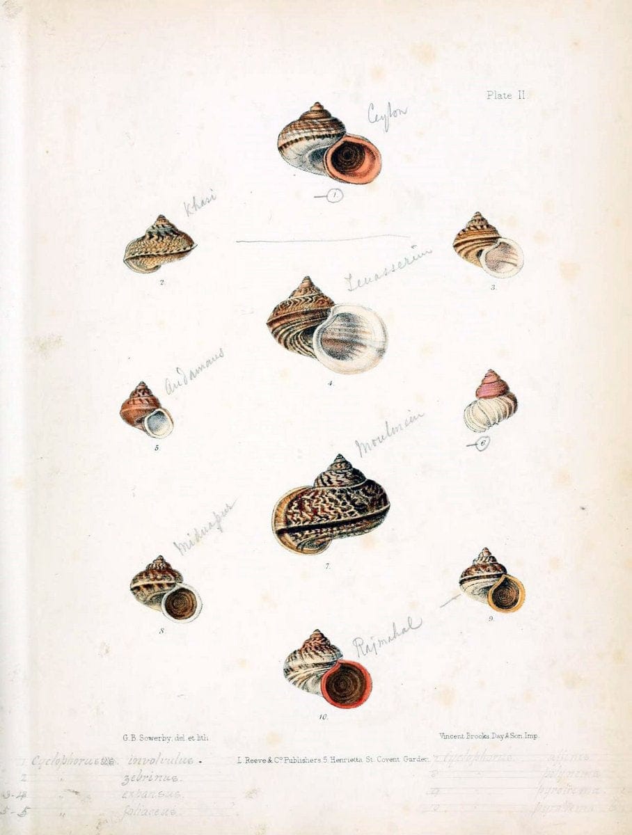 Conchologia indica,.London,1870-1876.  | India Mollusks Shells  | Vintage Print Reproduction 454595