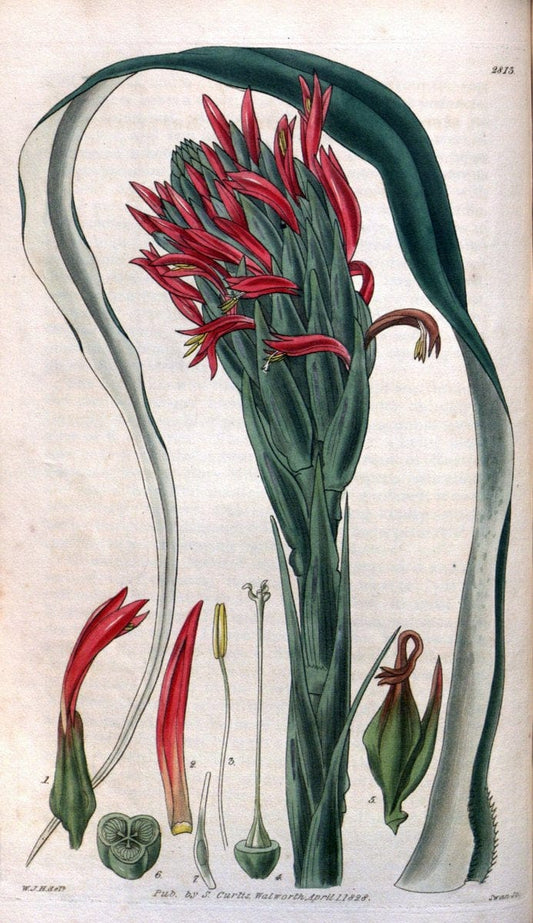Curtis's botanical magazine. London ; New York [etc.] :Academic Press [etc.]. | "Botanical illustration" Botany Periodicals "Pictorial works" "Plants, Ornamental"  | Vintage Print Reproduction 454596