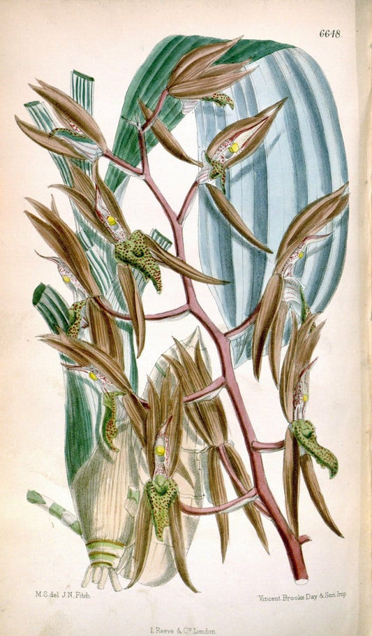 Curtis's botanical magazine. London ; New York [etc.] :Academic Press [etc.]. | "Botanical illustration" Botany Periodicals "Pictorial works" "Plants, Ornamental"  | Vintage Print Reproduction 454598