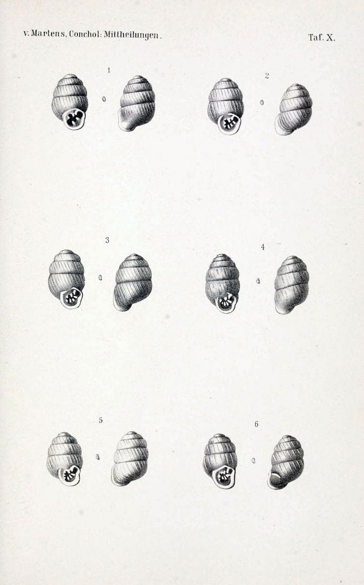 Conchologische Mittheilungen als Fortsetzung der Novitates conchologicae. bd 1 - 3.Cassell :T. Fischer,1880- . |  | Vintage Print Reproduction 454599