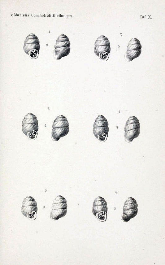 Conchologische Mittheilungen als Fortsetzung der Novitates conchologicae. bd 1 - 3.Cassell :T. Fischer,1880- . |  | Vintage Print Reproduction 454599