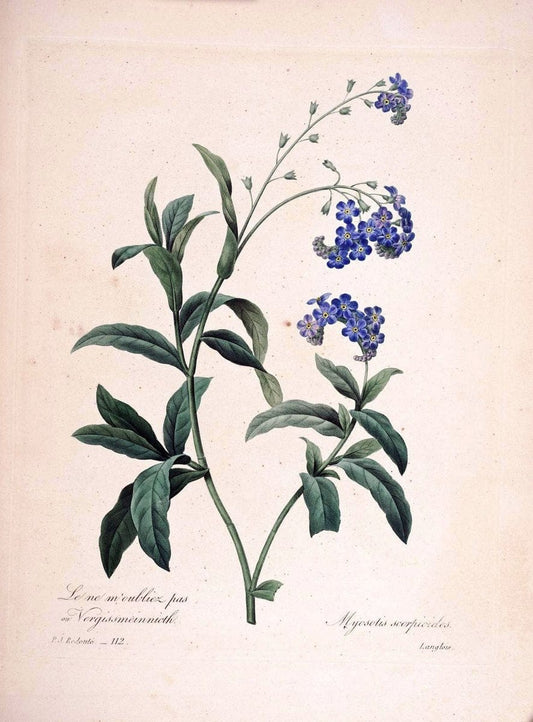 Choix des plus belles fleurs :.Paris:Ernest Panckoucke,[1833].. |  | Vintage Print Reproduction 454600