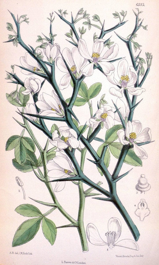 Curtis's botanical magazine. London ; New York [etc.] :Academic Press [etc.]. | "Botanical illustration" Botany Periodicals "Pictorial works" "Plants, Ornamental"  | Vintage Print Reproduction 454601