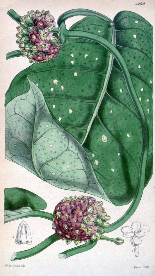 Curtis's botanical magazine. London ; New York [etc.] :Academic Press [etc.]. | "Botanical illustration" Botany Periodicals "Pictorial works" "Plants, Ornamental"  | Vintage Print Reproduction 454603