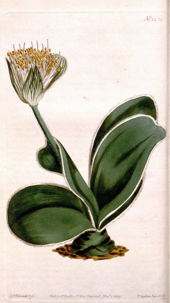Curtis's botanical magazine. London ; New York [etc.] :Academic Press [etc.]. | "Botanical illustration" Botany Periodicals "Pictorial works" "Plants, Ornamental"  | Vintage Print Reproduction 454604