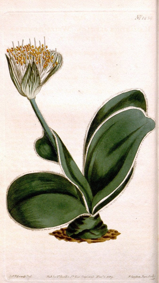 Curtis's botanical magazine. London ; New York [etc.] :Academic Press [etc.]. | "Botanical illustration" Botany Periodicals "Pictorial works" "Plants, Ornamental"  | Vintage Print Reproduction 454604