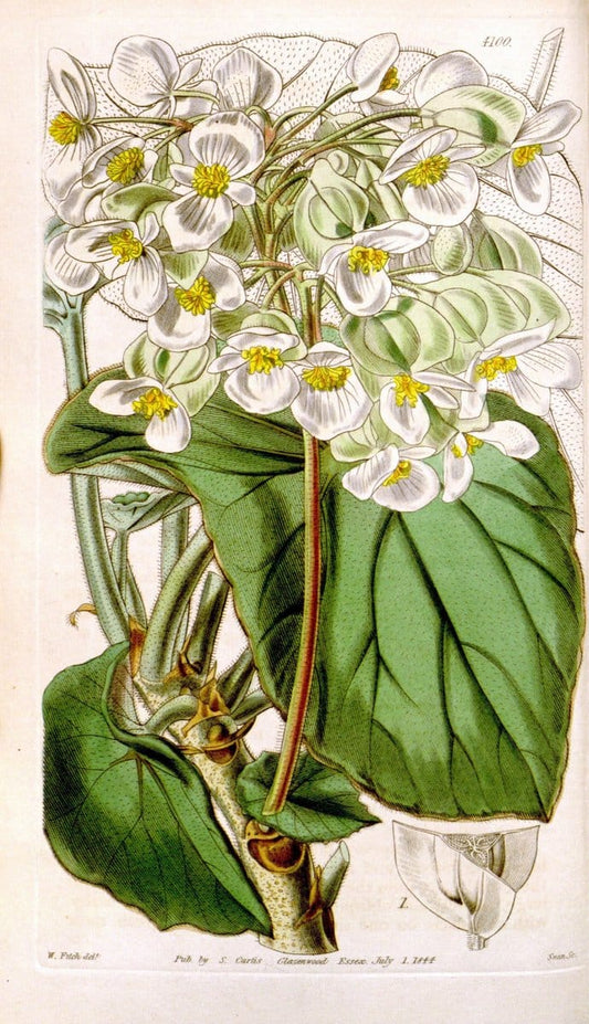 Curtis's botanical magazine. London ; New York [etc.] :Academic Press [etc.]. | "Botanical illustration" Botany Periodicals "Pictorial works" "Plants, Ornamental"  | Vintage Print Reproduction 454605
