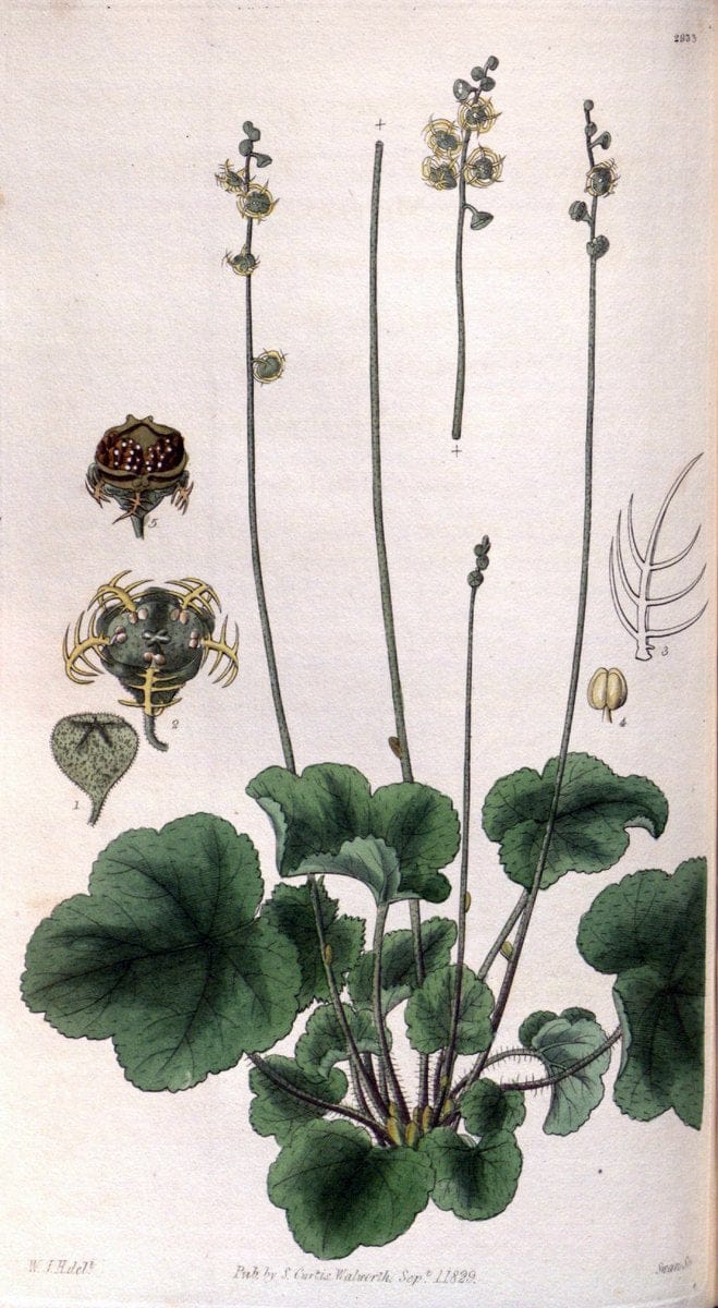 Curtis's botanical magazine. London ; New York [etc.] :Academic Press [etc.]. | "Botanical illustration" Botany Periodicals "Pictorial works" "Plants, Ornamental"  | Vintage Print Reproduction 454606
