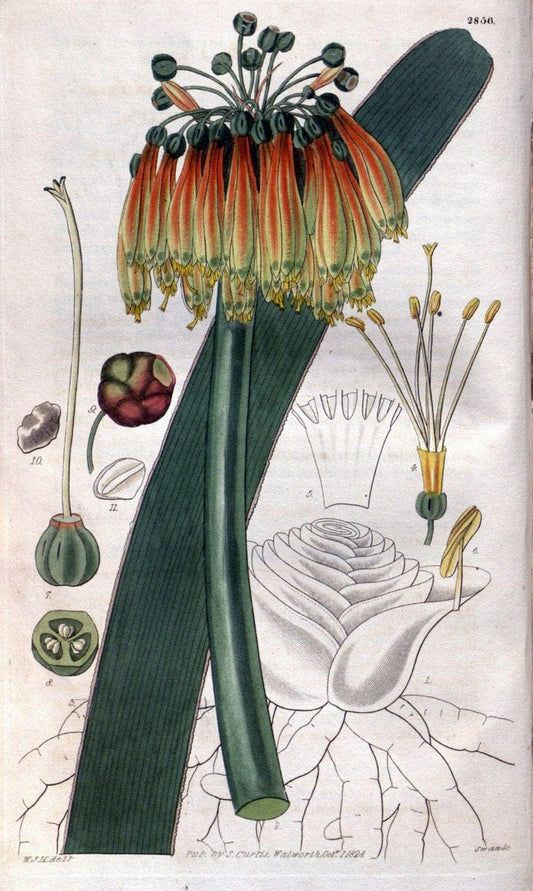 Curtis's botanical magazine. London ; New York [etc.] :Academic Press [etc.]. | "Botanical illustration" Botany Periodicals "Pictorial works" "Plants, Ornamental"  | Vintage Print Reproduction 454607