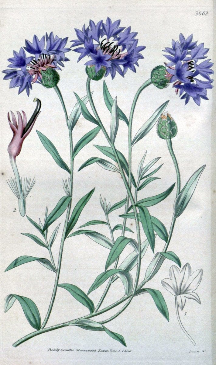 Curtis's botanical magazine..London ;New York [etc.] :Academic Press [etc.]. |  | Vintage Print Reproduction 454609