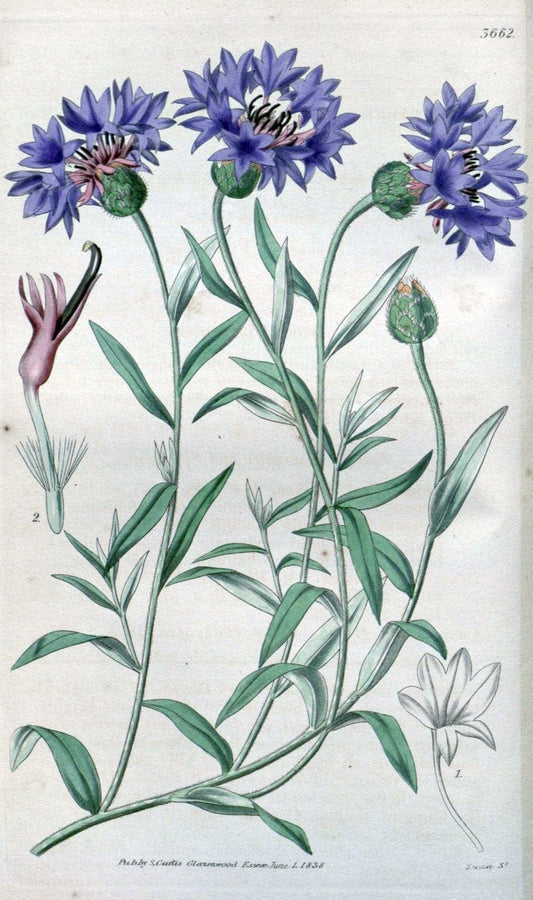Curtis's botanical magazine..London ;New York [etc.] :Academic Press [etc.]. |  | Vintage Print Reproduction 454609