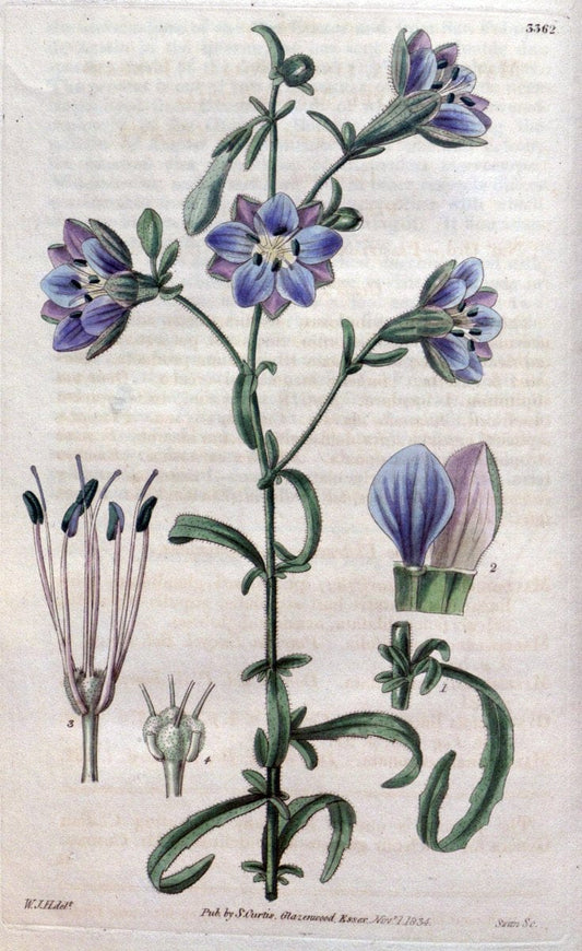Curtis's botanical magazine..London ;New York [etc.] :Academic Press [etc.]. |  | Vintage Print Reproduction 454610