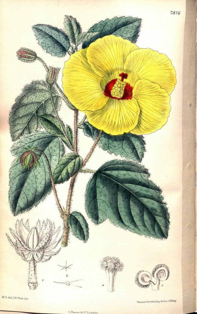 Curtis's botanical magazine. London ;New York [etc.] :Academic Press [etc.]. | Botany Periodicals "Pictorial works"  | Vintage Print Reproduction 454611