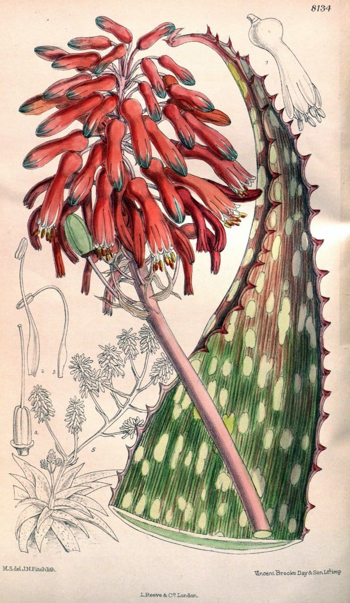 Dragable Image